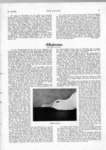 Albatrosse
