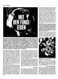 Schimmel - seine Ursachen und seine Bekämpfung