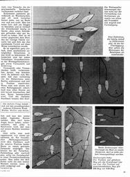 s1977-08-0081