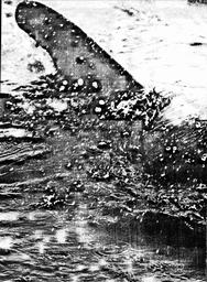 s1980-04-0034